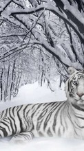Baixar a imagem para celular Animais,Inverno,Tigres,Neve grátis.
