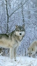 Baixar a imagem 320x240 para celular Animais,Lobos,Inverno,Neve grátis.