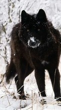 Baixar a imagem para celular Animais,Lobos,Inverno,Neve grátis.