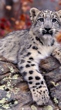 Baixar a imagem 800x480 para celular Animais,Snow Leopard grátis.