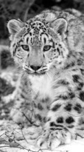 Baixar a imagem 1080x1920 para celular Animais,Snow Leopard grátis.