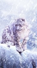 Animais,Snow Leopard para Xiaomi Mi 11