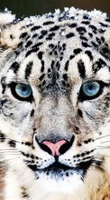 Baixar a imagem para celular Animais,Snow Leopard grátis.