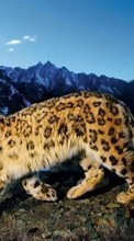 Snow Leopard,Animais para Nokia 108