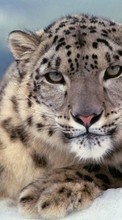 Baixar a imagem para celular Snow Leopard,Animais grátis.