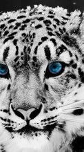 Baixar a imagem para celular Snow Leopard,Animais grátis.