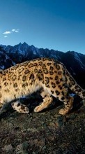Snow Leopard,Animais para Apple iPhone 6
