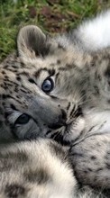 Baixar a imagem 1024x600 para celular Animais,Snow Leopard grátis.
