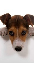 Cães,Animais para HTC Desire C