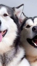 Cães,Animais para HTC Touch