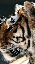 Baixar a imagem 1080x1920 para celular Animais,Tigres grátis.
