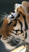 Animais,Tigres para Sony Xperia Sola