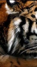 Baixar a imagem 800x480 para celular Animais,Tigres grátis.