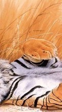Tigres,Animais para Nokia C3