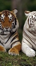 Baixar a imagem para celular Animais,Tigres grátis.