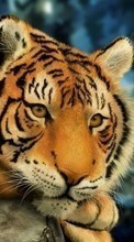 Tigres,Animais para Motorola Flipside