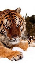 Tigres,Animais para Samsung Champ 2 C3330