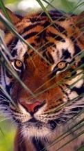 Tigres,Animais para LG Nexus 4 E960