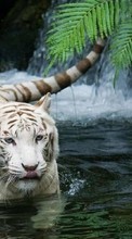 Tigres,Animais para Samsung Google Nexus S