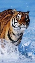 Tigres,Animais para Sony Ericsson W395