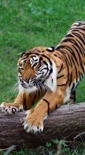 Baixar a imagem 320x240 para celular Animais,Tigres grátis.