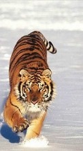 Baixar a imagem para celular Tigres,Animais,Inverno grátis.