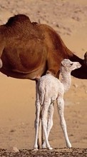 Camelos,Animais para Samsung Galaxy Mini S5570