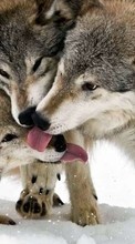 Lobos,Animais para HTC Desire HD