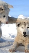 Lobos,Animais,Inverno