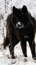 Baixar a imagem para celular Animais,Lobos,Inverno grátis.