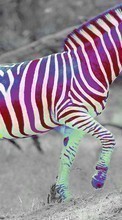 Baixar a imagem para celular Engraçado,Animais,Zebra grátis.