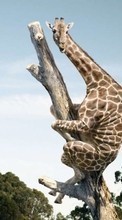 Baixar a imagem para celular Engraçado,Girafas,Animais grátis.