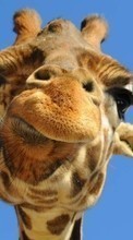 Baixar a imagem 240x400 para celular Engraçado,Animais,Girafas grátis.