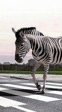 Baixar a imagem para celular Zebra,Animais grátis.