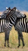 Baixar a imagem para celular Zebra,Animais grátis.