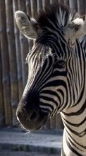 Baixar a imagem 320x480 para celular Animais,Zebra grátis.