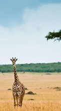 Baixar a imagem para celular Animais,Girafas grátis.