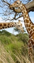 Baixar a imagem para celular Girafas,Animais grátis.