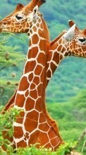 Baixar a imagem para celular Girafas,Animais grátis.