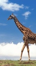 Baixar a imagem para celular Animais,Girafas grátis.