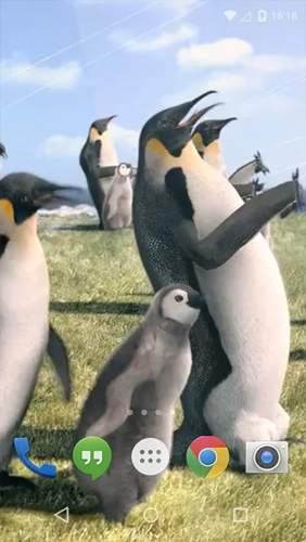 Baixar grátis o papel de parede animado Pinguim ártico  para celulares e tablets Android.