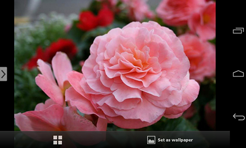 Baixar grátis o papel de parede animado Flores bonitas  para celulares e tablets Android.