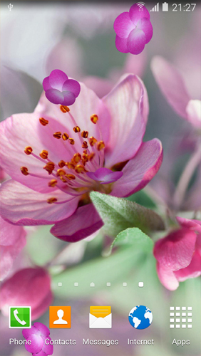 Flor de cerejeira  - baixar grátis papel de parede animado Flores para Android.