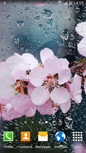 Cereja em flor  - baixar grátis papel de parede animado Flores para Android.