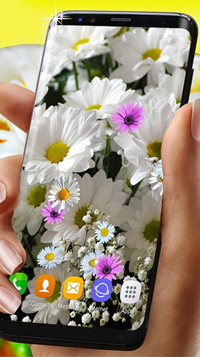 Margaridas HQ  - baixar grátis papel de parede animado Flores para Android.