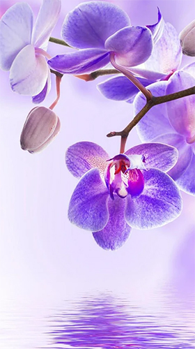 Baixar grátis o papel de parede animado Orquídea  para celulares e tablets Android.