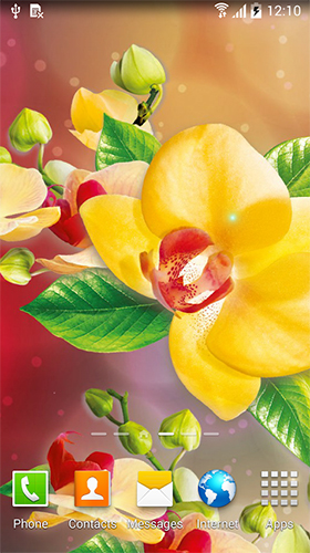 Orquídeas  - baixar grátis papel de parede animado Flores para Android.