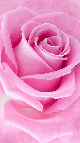 Rosa rosa  - baixar grátis papel de parede animado Flores para Android.