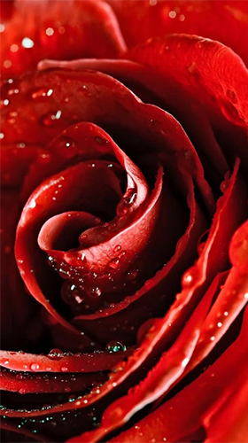 Rosa vermelha  - baixar grátis papel de parede animado Flores para Android.