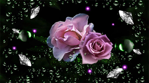 Orvalho das rosas  - baixar grátis papel de parede animado Flores para Android.